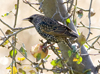European Starling